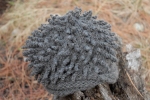 hedgehog hat outside 1
