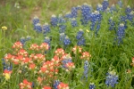 wildflowers texas spring 2014 2