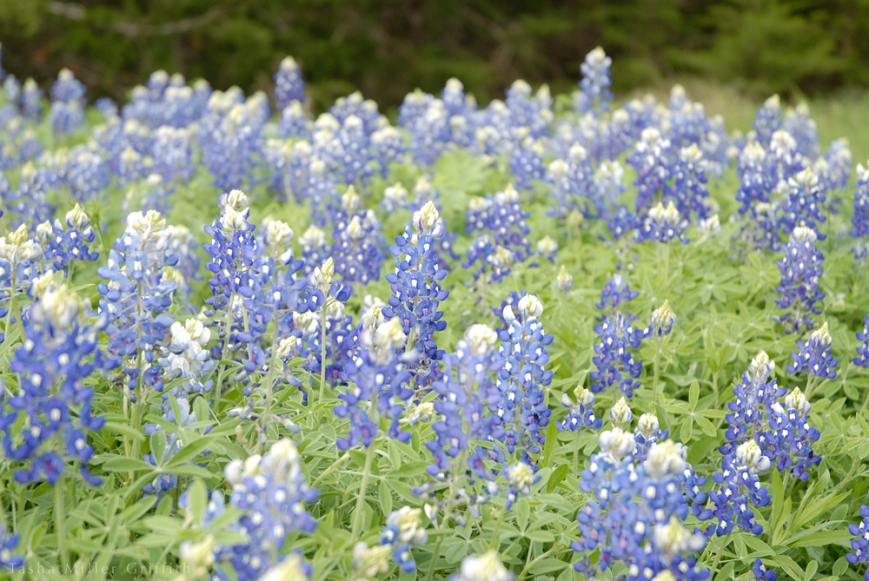 wildflowers texas spring 2014 6